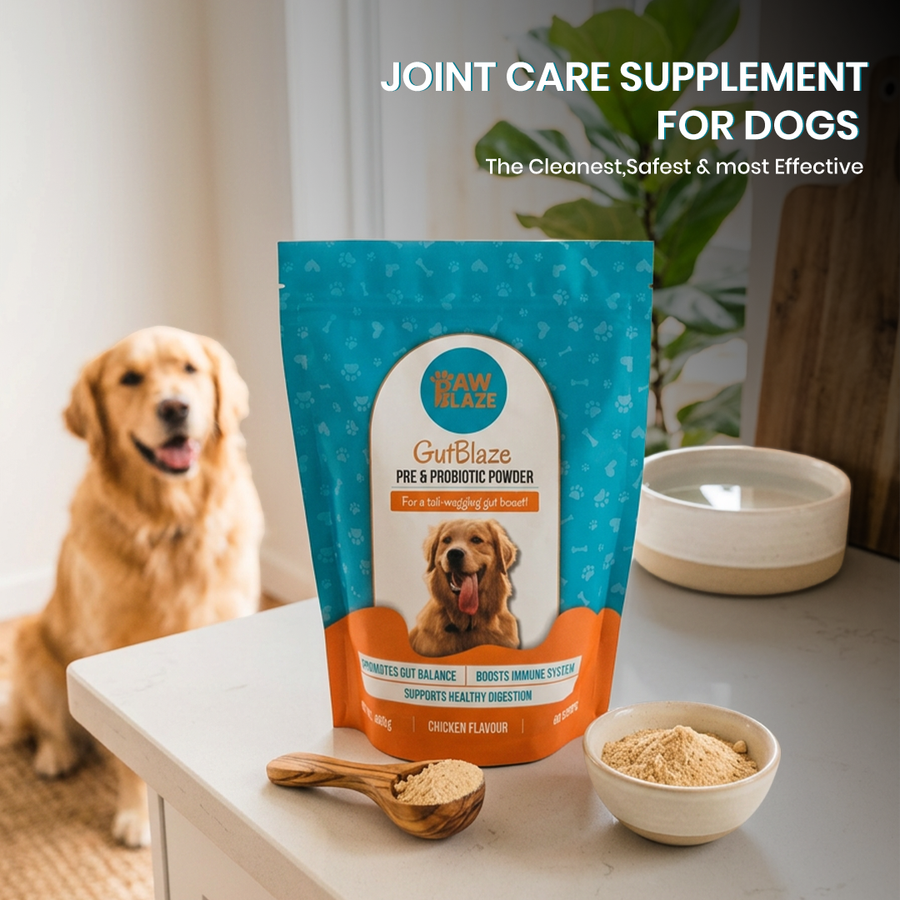 Gutblaze™ – Digestive Support for Dogs